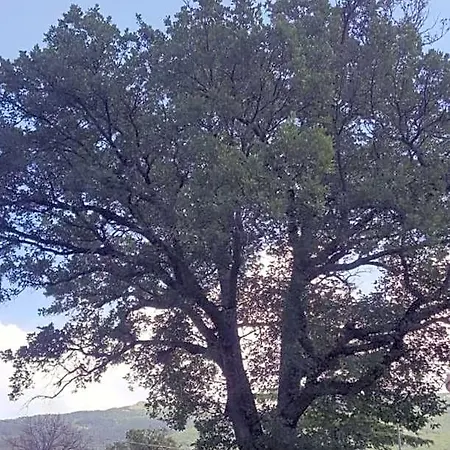 Le Querce Di Mamre