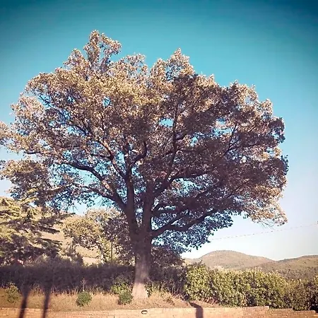 Le Querce Di Mamre Bed & Breakfast Passaggio di Assisi