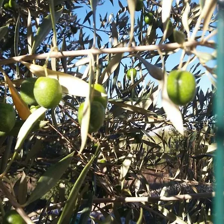 Le Querce Di Mamre 3* Passaggio Di Assisi
