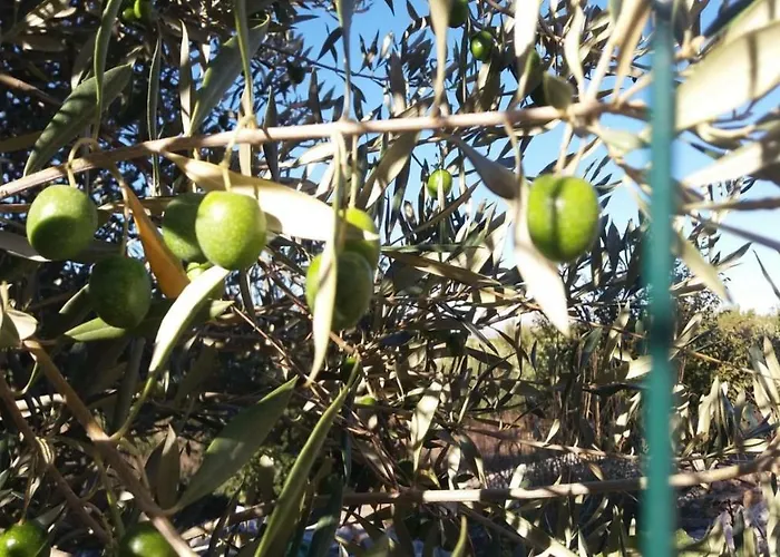 Le Querce Di Mamre 3* Passaggio di Assisi