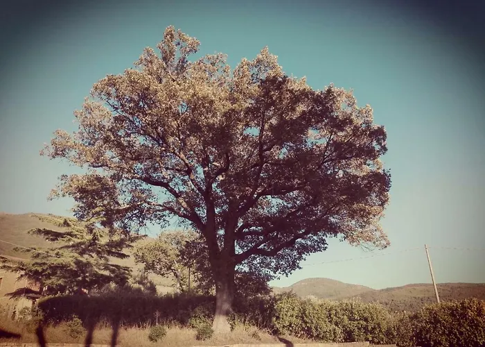Alojamento de Acomodação e Pequeno-almoço Le Querce Di Mamre Passaggio di Assisi